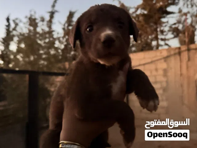 قوقازي x قريت دين
