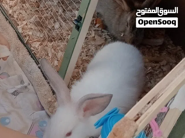 ارانب للبيع صارلهم اسبوع 15دينار مع القفص وأدواته
