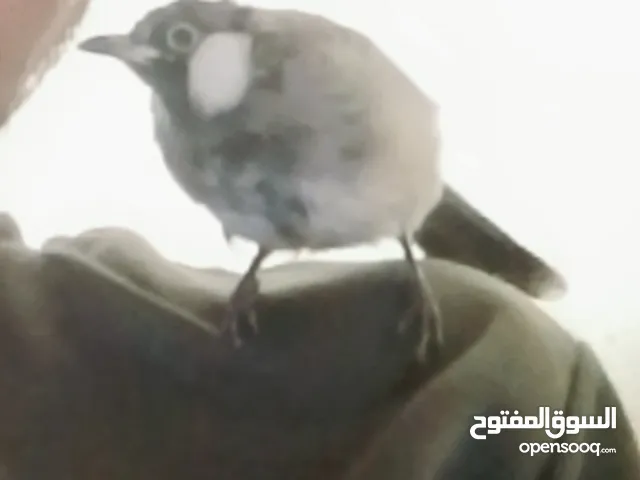 بلابل 3الواحد ب85ألف