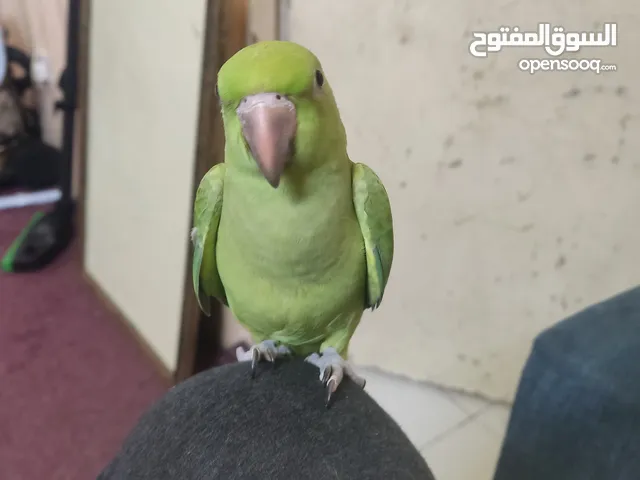 طير المتوه متدرب مايعض أليف متوه هنديه عمره 3اشهر