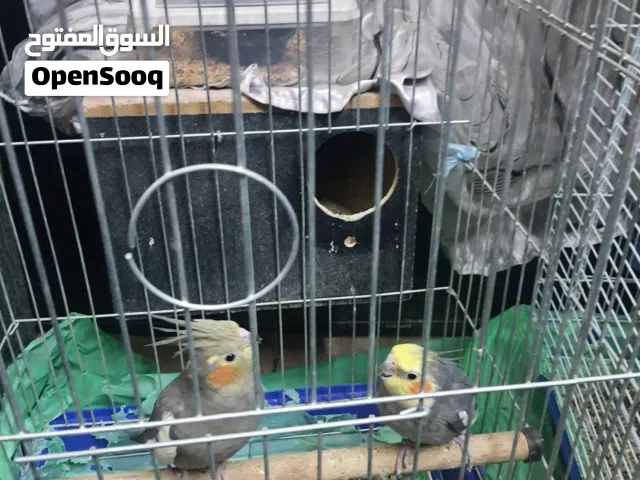 كوكتيل ببغاء