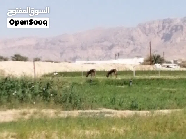 حمير لبيع  موقع الضاهرة ضنك