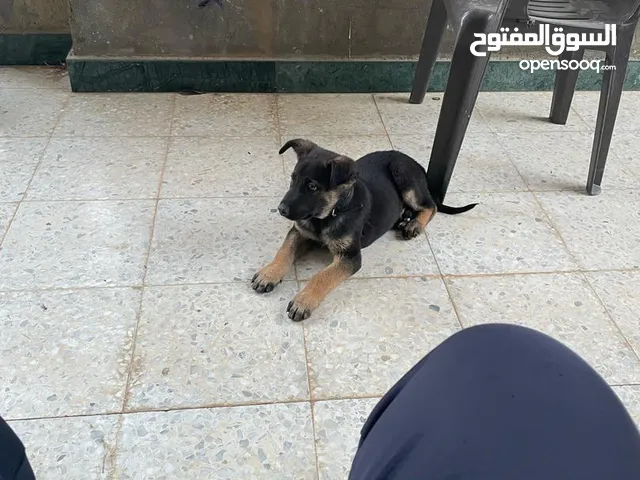 كلب دكر ولف للبيع بي 500 مطعم زوز يباري بي الكتيب