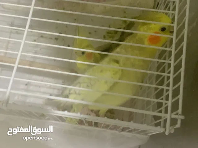زوج طيور كوكتيل كروان مع القفص للبيع