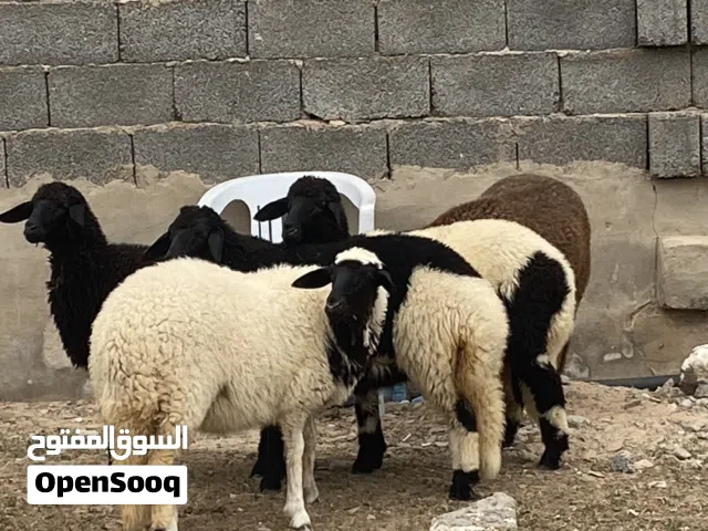 السلام عليكم  فطيمات ربي يبارك  سعرهم 1300 مكانهم الزاويه.                            رقم