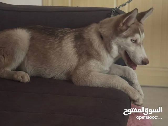 كلب هاسكي للبيع