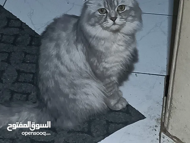 قطه شيرازي للتبني
