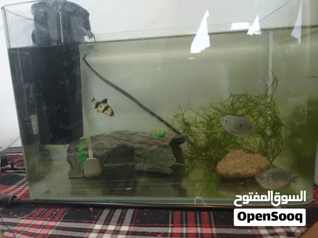 fishtank small good got biggeners