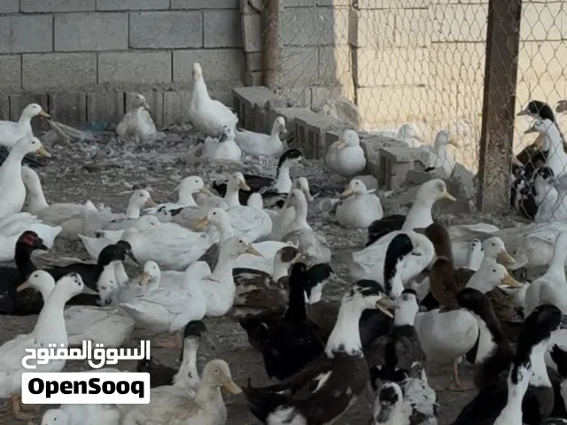 بشوش عربي سعر الزوج 40الف