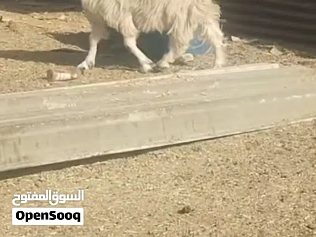 معزا عدد خمس لبيع عوارض وضرائب