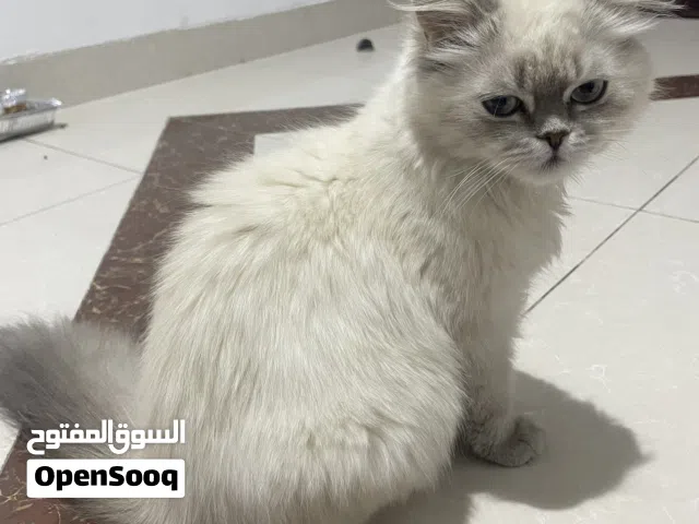 Cutie cats