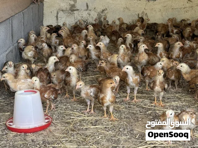 للبيع دجاج الفرنسي الاحمر عمر 1شهر الاصلي خالي من التهجين مرفق صور الامهات