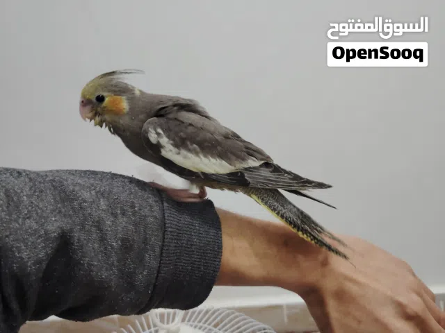 كوكتيل مروض ربي يبارك