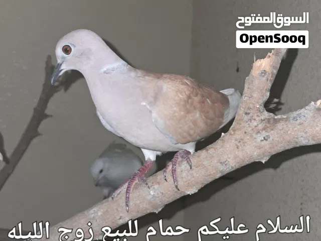 حمام انثى ورجال امورهم طيبه والحمد لله منتجين بشكل