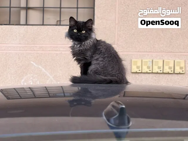 Persian cat for adoption