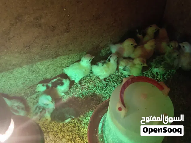 صوص دجاج كوشامو بيبي ومحلق بلاك مولتد