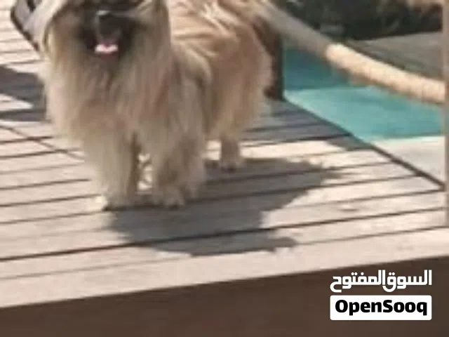 كلب البيكينيز اوالبيكينواه للبيع