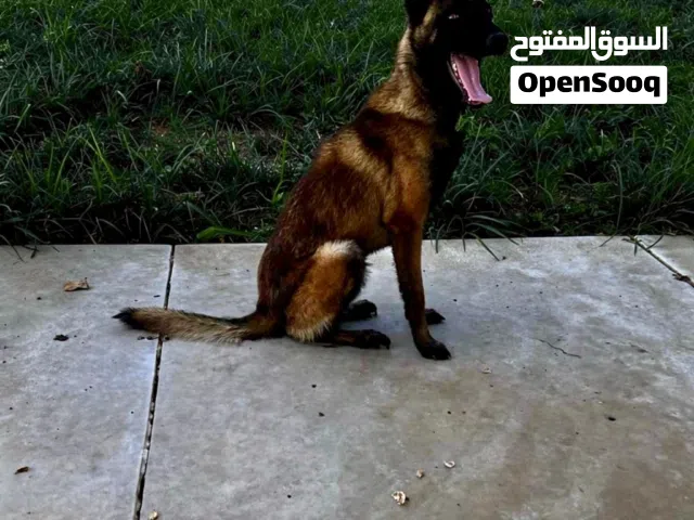 أنثى مالينوا