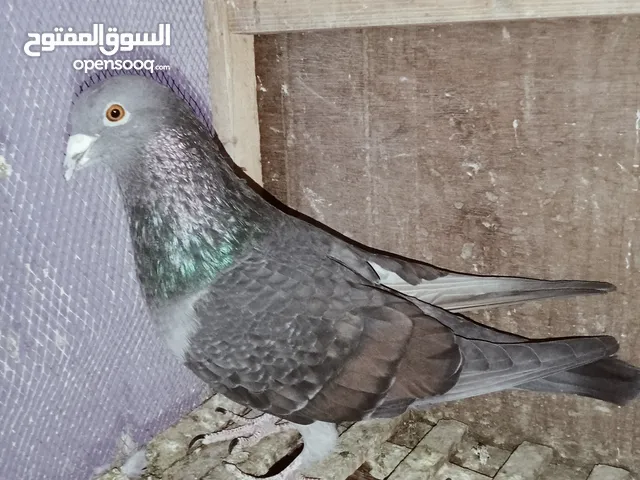 ذكر بلدي بـ (ضرائب زاجل) فريخ وابنو ال في اخر صورة للاثبات كان واخد نتاية مفصصة بيطلع زاجل سيرف