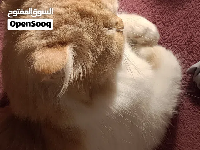 للبيع: قطة أم مع صغارها (سلالة شيرازي مون فيس)