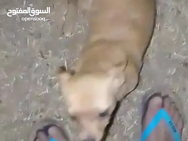 كلبه شيواوا للبيع