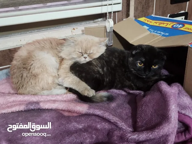 قط عدد اثنين للتبني
