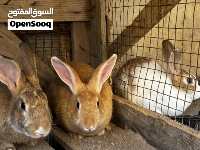 ثلاته ارانب زوز اثني و ذكر