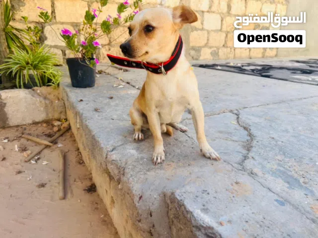 دكر تشواو ربي بارك يعلب ونشاط وخالي من الامراض