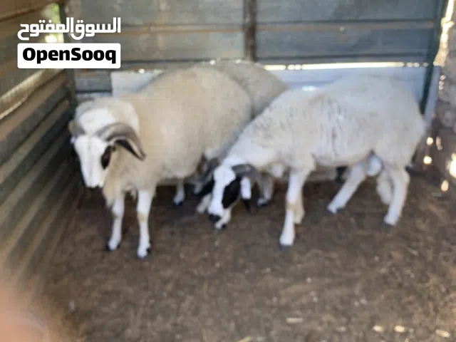 تلاته كباش للبيع
