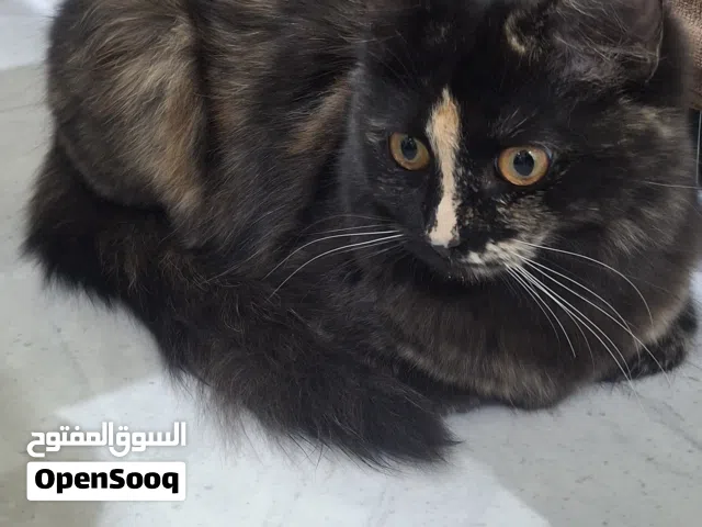 قطتان للتبني وايجاد بيت حنون لهما