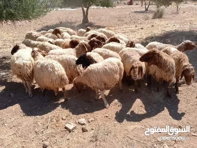 عروض وحرق أسعار حلال بلدي نخب أول جميع الأوزان والأسعار عقائق ومجنوي ونذر ولحم ومناسبات