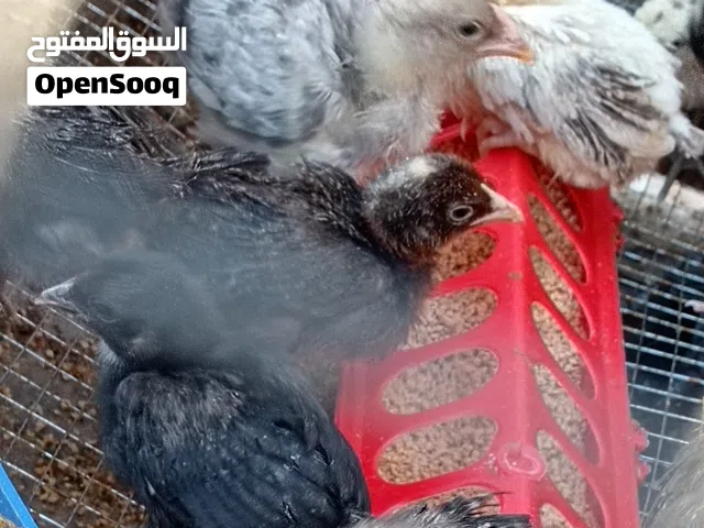 صيصان دجاج العمر شهر تقريبا العدد 75 صوص ماخذين مطاعيم الاهتمام والفيتامينات حركه ونشاط الصيصان