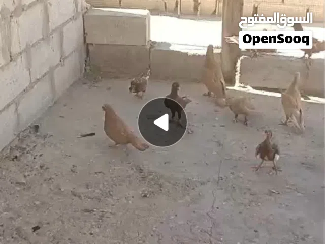 5 جواز مع فراخ وبيض