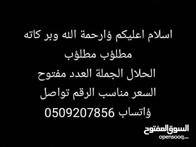 مطلوب حلال الجمله