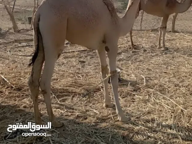 للبيع جمال يعني قعدان سمينه العمر صغير