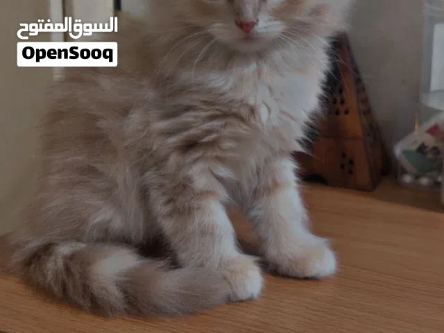 قطط ذكور عمرها شهرين فقط