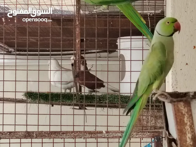 متوه للبيع اناث 2 ذكر 1