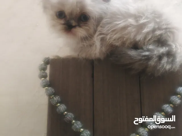 قطه هملايا عمرها 45يوم