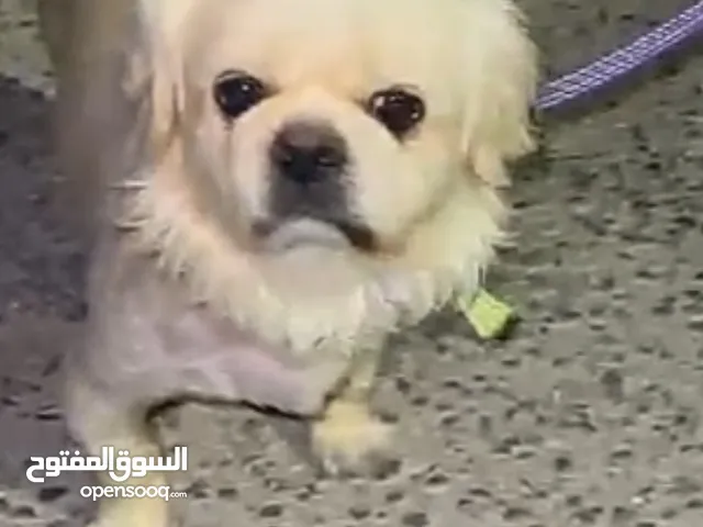 كلب بيكنيز لون بيج