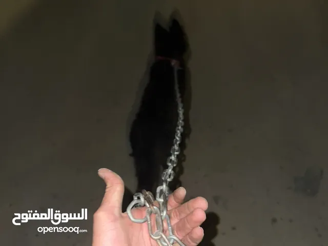 كلب جيرمن بلاك للبيع