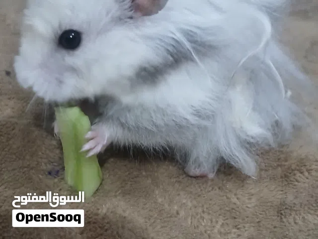 هامستر  عدد 2 للبيع ذكر وانثى نوعيه مرتبه ولعوبات جدا