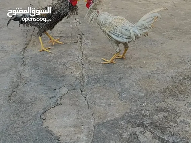 اديوچه للبيع