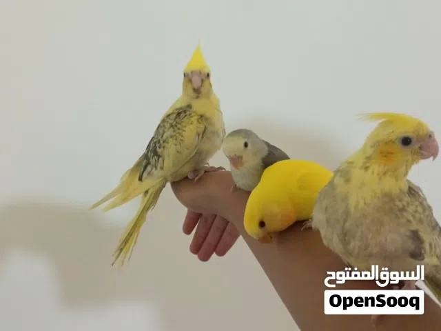 بسم الله متوفر ببغاء 2كوكتيل و2روز