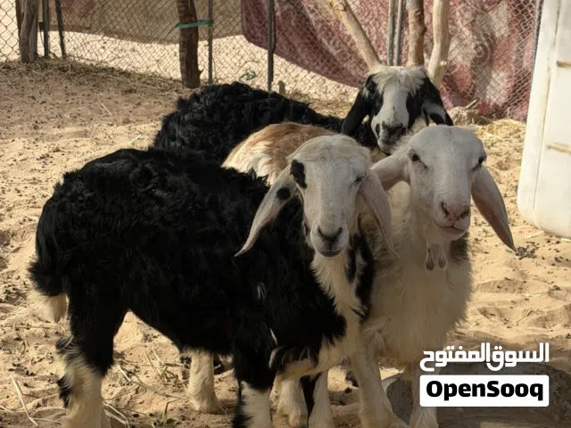 خروف حملات للبيع
