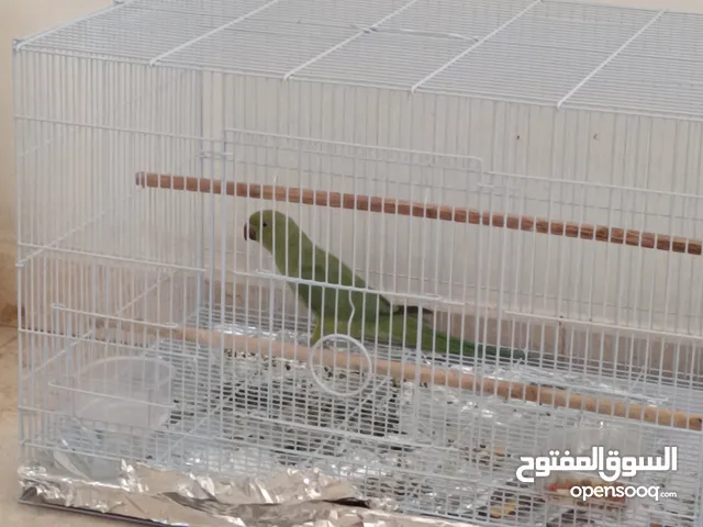 للبيع طير الدره انثي مع القفص