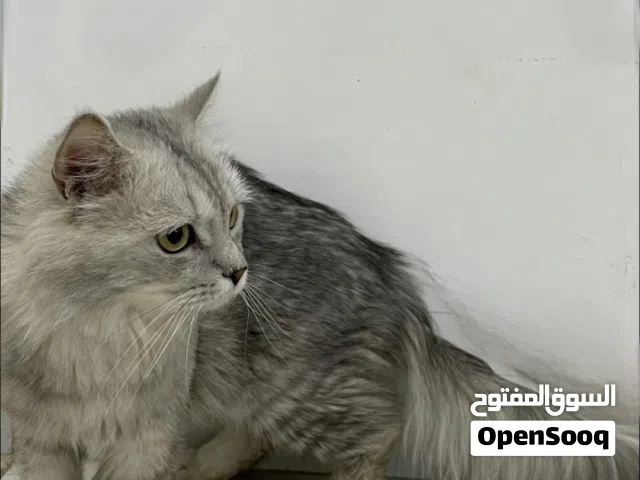 قط ذكر للتبني مجاناً