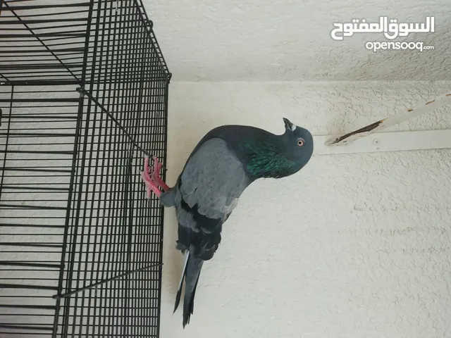 حمام للبيع في عجمان انواع متعددة وجميله الأنواع بوازة ،شقلباذ،استرالي،زاجل،هزاز،بلدي،هومر،زغلول بلدي