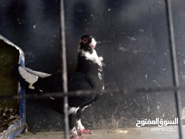 طيرتين  للبيع