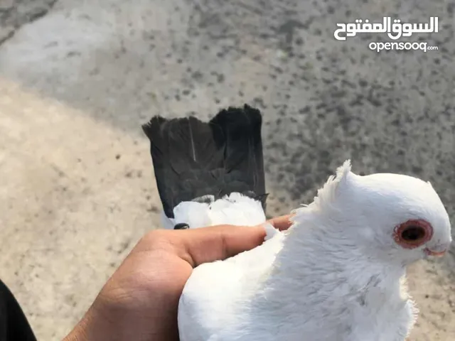 حمام للبيع