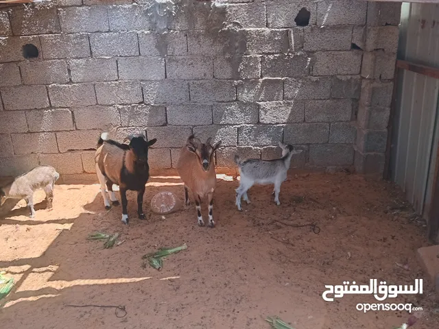 ماعز للبيع